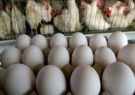 کمبود نهاده‌ها علت افزایش قیمت تخم‌ مرغ در اردبیل