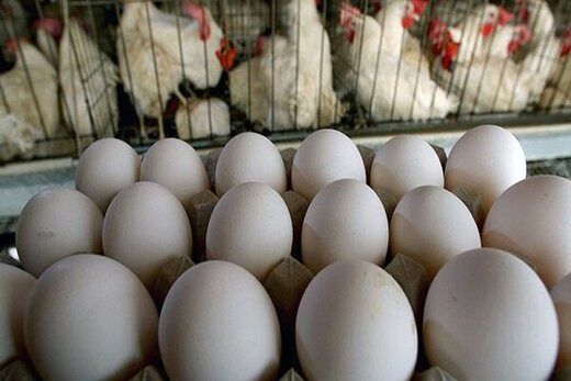 کمبود روزانه ۲۷ تن تخم‌ مرغ در استان اردبیل