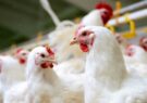 افزایش قیمت مرغ در مشهد/ یک مسئول : مازاد تولید مرغ داریم اما ناگهان گم می‌شود