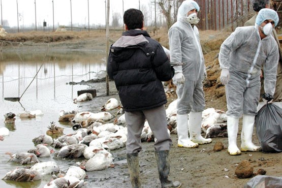 آنفولانزای فوق حاد پرندگان در کمین استان اردبیل