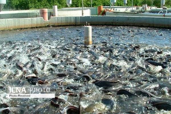 سالانه بیش از ۹ میلیون قطعه ماهی در استان تولید می‌شود