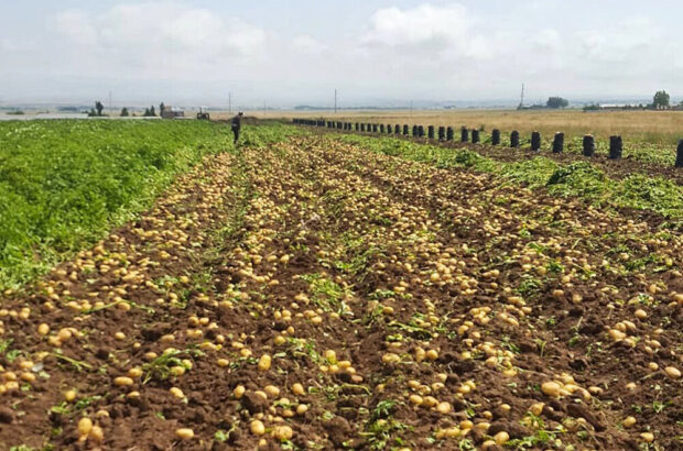 کشت سیب زمینی در اراضی اردبیل آغاز شد