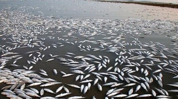 علت تلفات گونه مهاجم ماهی کاراس در تالاب نئور