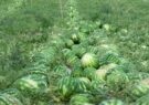 شخم زدن مزرعه هندوانه توسط کشاورز اصلاندوزی به نشانه اعتراض